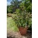 Photo Courtesy of Bailey Nurseries Inc.