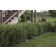Photo Courtesy of Bailey Nurseries Inc.