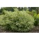 Photo Courtesy of Bailey Nurseries Inc.