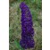 Photo Courtesy of Bailey Nurseries Inc.