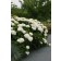 Photo Courtesy of Bailey Nurseries Inc.