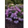 Photo Courtesy of Bailey Nurseries Inc.