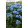 Photo Courtesy of Bailey Nurseries Inc.