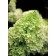 Photo Courtesy of Bailey Nurseries Inc.
