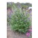 Photo Courtesy of Bailey Nurseries Inc.