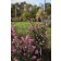 Photo Courtesy of Bailey Nurseries Inc.
