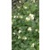 Photo Courtesy of Bailey Nurseries Inc.