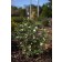 Photo Courtesy of Bailey Nurseries Inc.