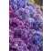 Photo Courtesy of Bailey Nurseries Inc.