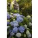 Photo Courtesy of Bailey Nurseries Inc.