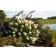 Photo Courtesy of Bailey Nurseries Inc.