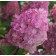 Photo Courtesy of Bailey Nurseries Inc.