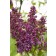 Photo Courtesy of Bailey Nurseries Inc.