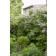 Photo Courtesy of Bailey Nurseries Inc.