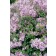 Photo Courtesy of Bailey Nurseries Inc.
