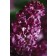 Photo Courtesy of Bailey Nurseries Inc.