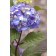 Photo Courtesy of Bailey Nurseries Inc.