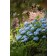 Photo Courtesy of Bailey Nurseries Inc.