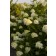 Photo Courtesy of Bailey Nurseries Inc.