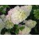 Photo Courtesy of Bailey Nurseries Inc.