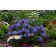 Photo Courtesy of Bailey Nurseries Inc.