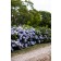 Photo Courtesy of Bailey Nurseries Inc.