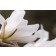 Photo Courtesy of Bailey Nurseries Inc.