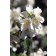 Photo Courtesy of Bailey Nurseries Inc.