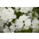 Photo Courtesy of Bailey Nurseries Inc.