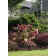 Photo Courtesy of Bailey Nurseries Inc.