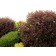 Photo Courtesy of Bailey Nurseries Inc.