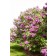 Photo Courtesy of Bailey Nurseries Inc.