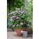 Photo Courtesy of Bailey Nurseries Inc.