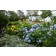 Photo Courtesy of Bailey Nurseries Inc.