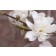 Photo Courtesy of Bailey Nurseries Inc.