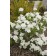 Photo Courtesy of Bailey Nurseries Inc.