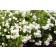 Photo Courtesy of Bailey Nurseries Inc.
