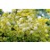 Photo Courtesy of Bailey Nurseries Inc.