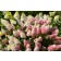 Photo Courtesy of Bailey Nurseries Inc.