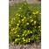 Photo Courtesy of Bailey Nurseries Inc.