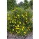 Photo Couresty of Bailey Nurseries Inc.