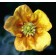 Photo Courtesy of Bailey Nurseries Inc.