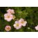 Photo Courtesy of Bailey Nurseries Inc.
