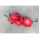 Photo Courtesy of Bailey Nurseries Inc.