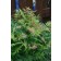 Photo Courtesy of Bailey Nurseries Inc.
