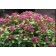 Photo Courtesy of Bailey Nurseries Inc.