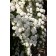 Photo Courtesy of Bailey Nurseries Inc.