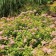 Photo Courtesy of Bailey Nurseries Inc.