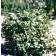 Photo Courtesy of Bailey Nurseries Inc.