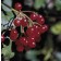 Photo Courtesy of Bailey Nurseries Inc.
